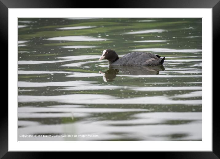 Common Coot Forfar Loch Framed Mounted Print by Joe Dailly