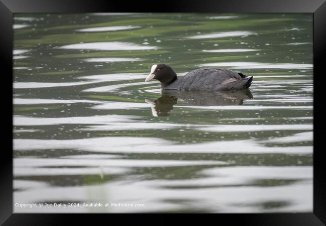 Common Coot Forfar Loch Framed Print by Joe Dailly