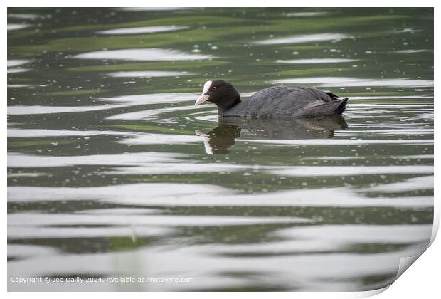 Common Coot Forfar Loch Print by Joe Dailly