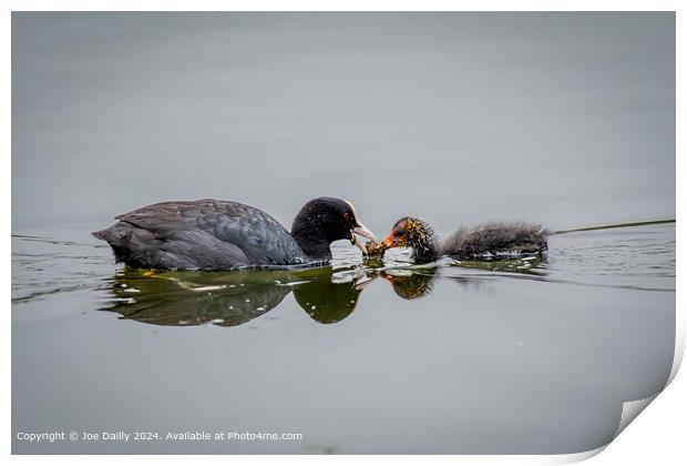 Forfar Loch Coot Reflection Print by Joe Dailly