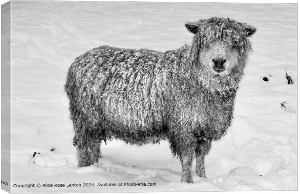 Rare Breed Cotswold Sheep in the Snow, Black and W Canvas Print by Alice Rose Lenton