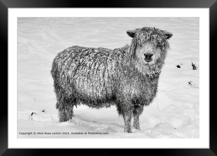 Rare Breed Cotswold Sheep in the Snow, Black and W Framed Mounted Print by Alice Rose Lenton
