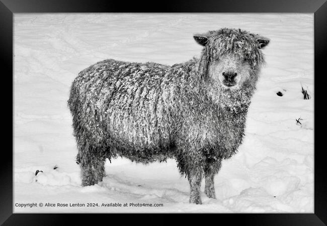 Rare Breed Cotswold Sheep in the Snow, Black and W Framed Print by Alice Rose Lenton