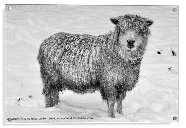 Rare Breed Cotswold Sheep in the Snow, Black and W Acrylic by Alice Rose Lenton