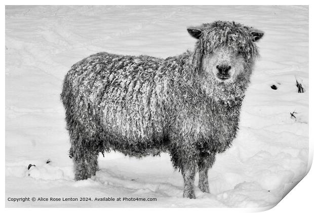 Rare Breed Cotswold Sheep in the Snow, Black and W Print by Alice Rose Lenton