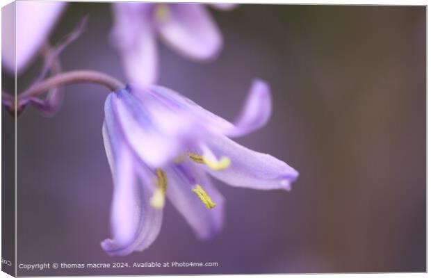 Bluebell Canvas Print by thomas macrae
