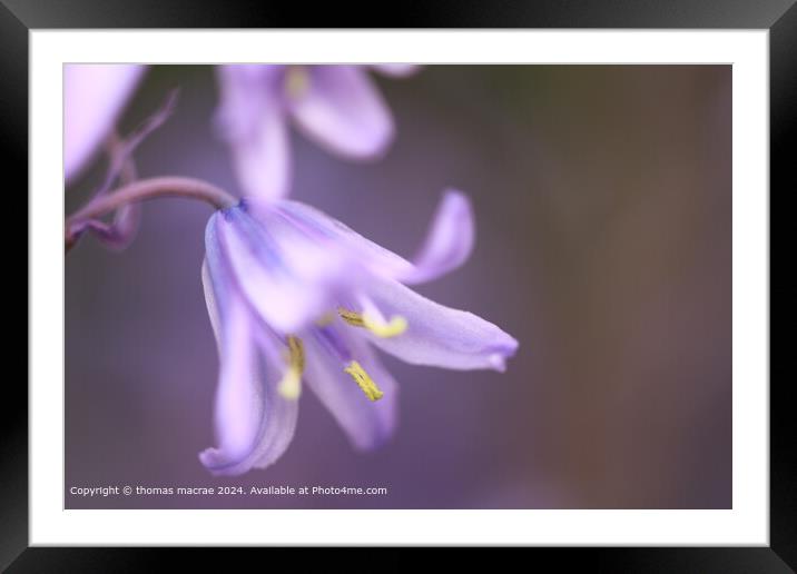 Bluebell Framed Mounted Print by thomas macrae