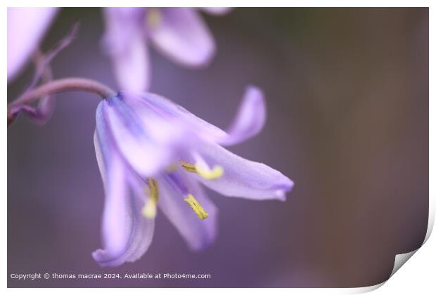 Bluebell Print by thomas macrae