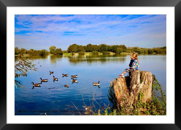 Serene Lake Reflections Kingsbury Water Park in Warwickshire Framed Mounted Print by Alice Rose Lenton