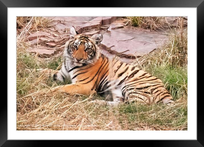 Ranthambore Bengal Tiger Nature reserve  Framed Mounted Print by Holly Burgess
