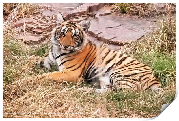 Ranthambore Bengal Tiger Nature reserve  Print by Holly Burgess