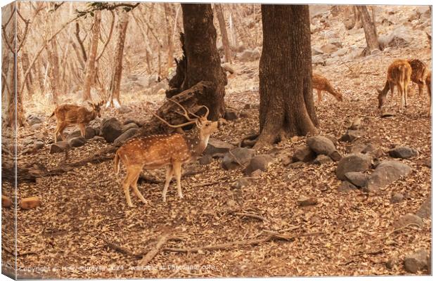 Sawai Madhopur Deer and Stags  Canvas Print by Holly Burgess