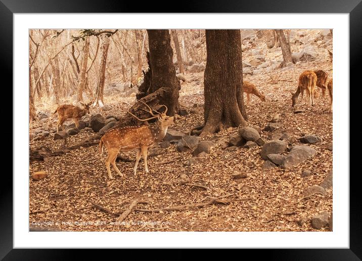 Sawai Madhopur Deer and Stags  Framed Mounted Print by Holly Burgess