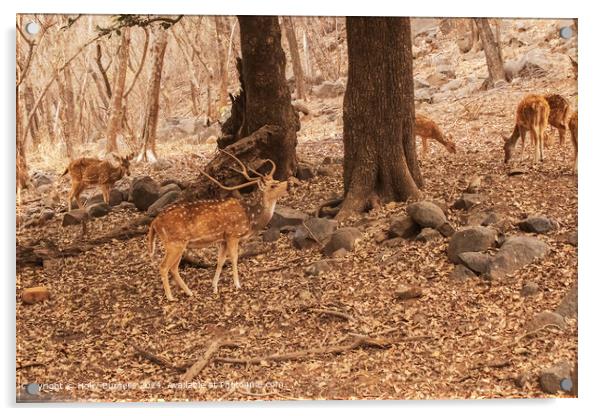 Sawai Madhopur Deer and Stags  Acrylic by Holly Burgess