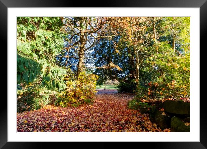 Fiery Autumn Path of Leaves Framed Mounted Print by Alice Rose Lenton
