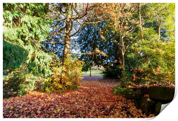 Fiery Autumn Path of Leaves Print by Alice Rose Lenton