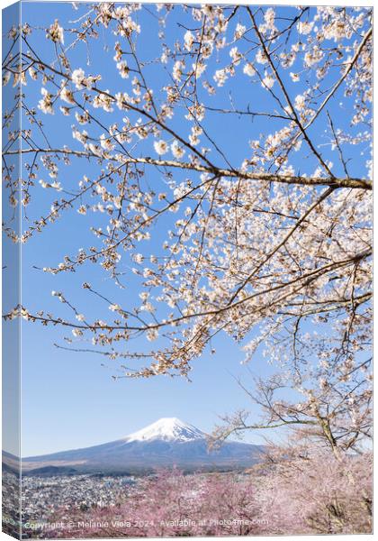 Charming view of Mount Fuji with cherry blossoms Canvas Print by Melanie Viola