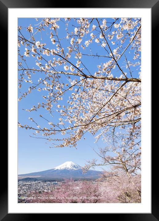 Charming view of Mount Fuji with cherry blossoms Framed Mounted Print by Melanie Viola