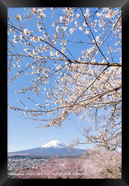 Charming view of Mount Fuji with cherry blossoms Framed Print by Melanie Viola