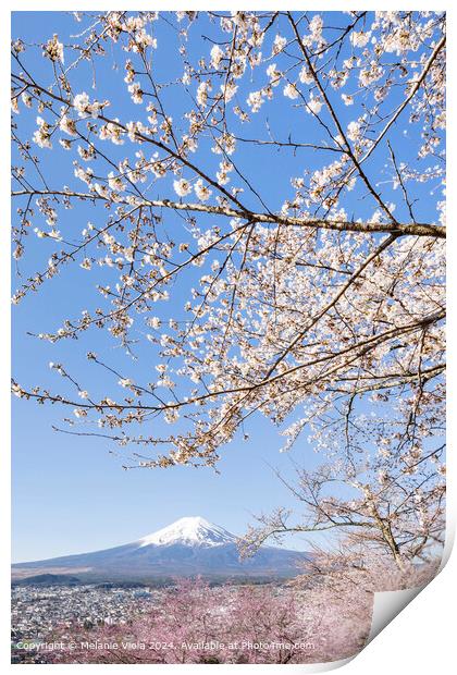 Charming view of Mount Fuji with cherry blossoms Print by Melanie Viola
