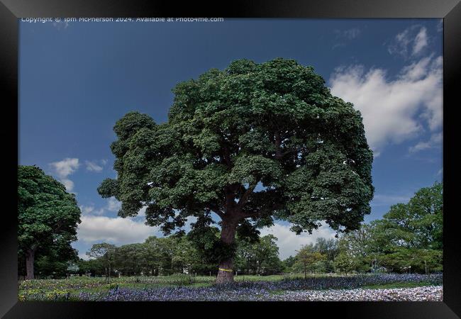 Tie a Yellow Ribbon Round the Old Oak Tree Framed Print by Tom McPherson