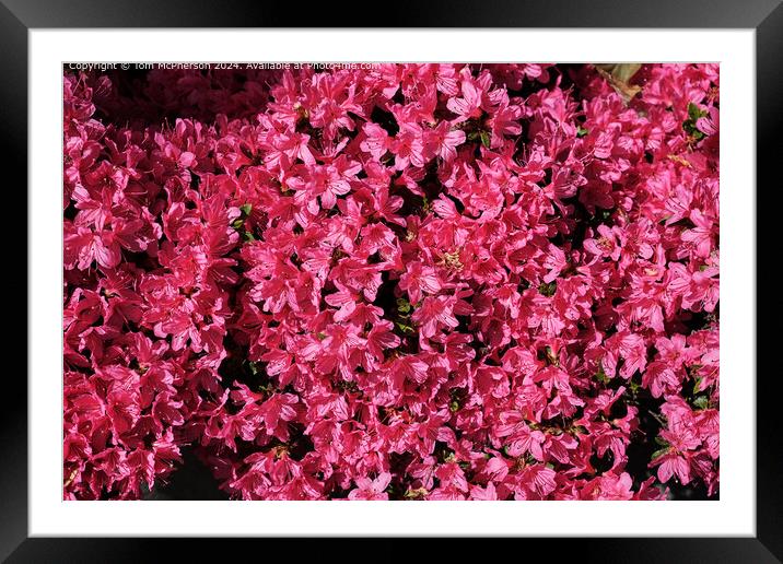 A sea of Rhododendrons Framed Mounted Print by Tom McPherson