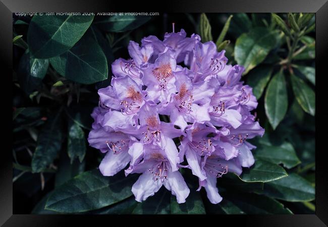 Rhododendron Framed Print by Tom McPherson