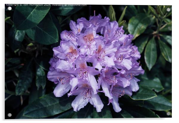 Rhododendron Acrylic by Tom McPherson
