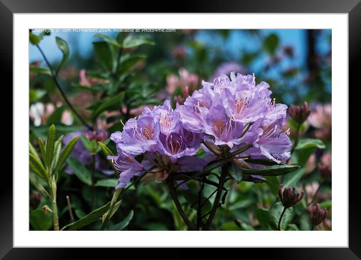 Rhododendron Framed Mounted Print by Tom McPherson