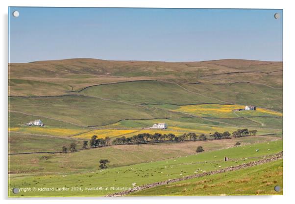 Harwood Spring Meadows, Upper Teesdale Acrylic by Richard Laidler