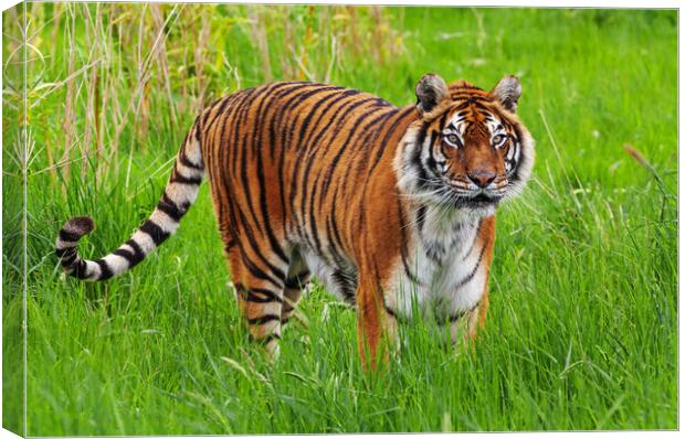 Female Bengal Tiger standing in long grass Canvas Print by Ian Duffield
