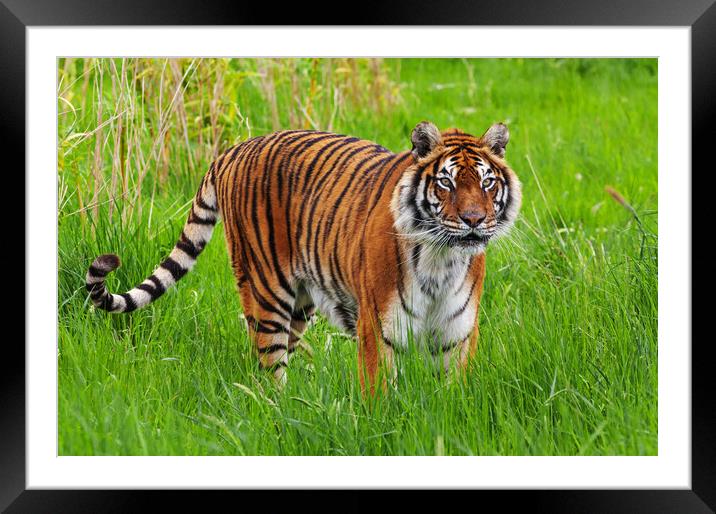 Female Bengal Tiger standing in long grass Framed Mounted Print by Ian Duffield