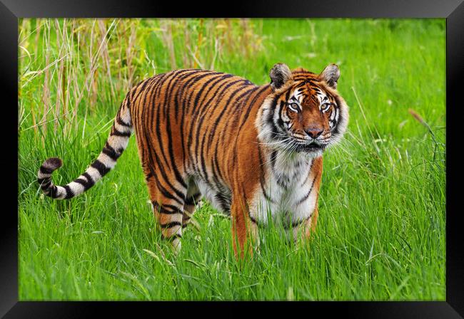 Female Bengal Tiger standing in long grass Framed Print by Ian Duffield