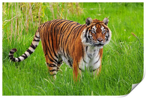 Female Bengal Tiger standing in long grass Print by Ian Duffield