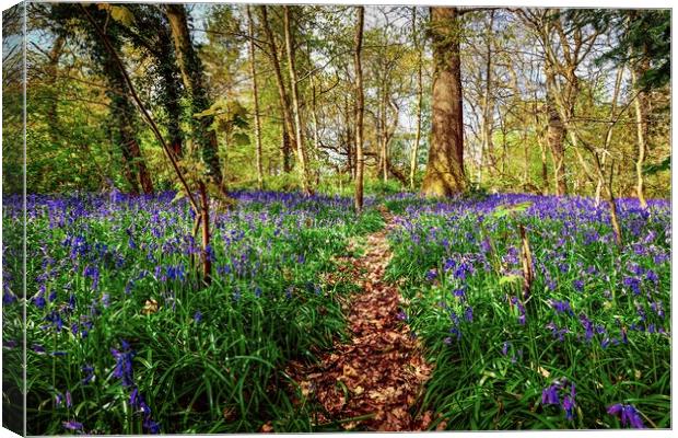 Bluebell Path in the Bluebell Woods of Saltwells Nature Reserve Canvas Print by Alice Rose Lenton
