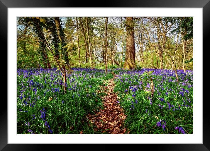 Bluebell Path in the Bluebell Woods of Saltwells Nature Reserve Framed Mounted Print by Alice Rose Lenton