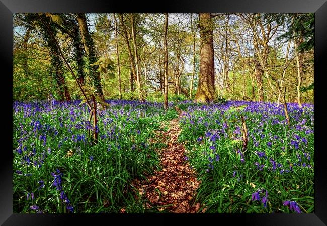 Bluebell Path in the Bluebell Woods of Saltwells Nature Reserve Framed Print by Alice Rose Lenton