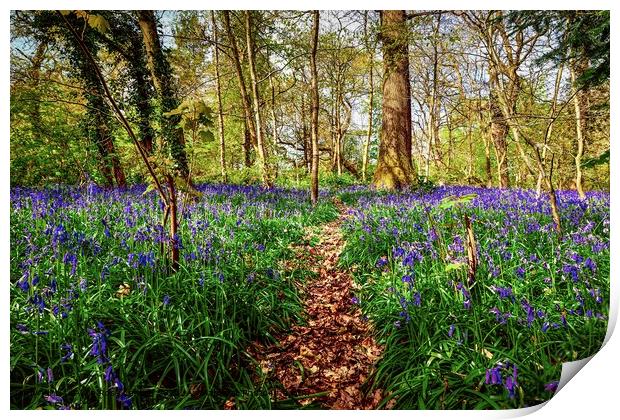 Bluebell Path in the Bluebell Woods of Saltwells Nature Reserve Print by Alice Rose Lenton