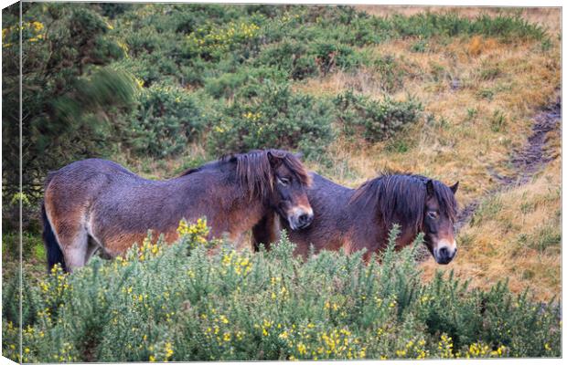 Exmoor Ponies Sheltering in Rain Canvas Print by Dave Reed