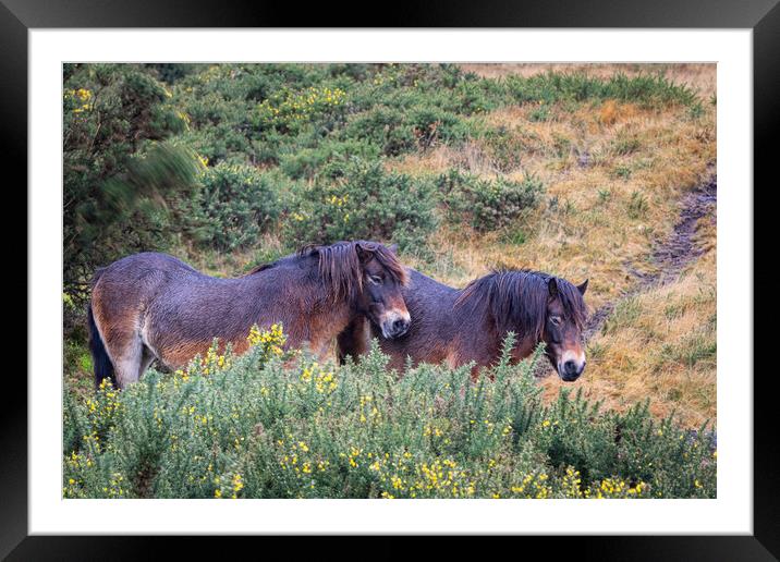 Exmoor Ponies Sheltering in Rain Framed Mounted Print by Dave Reed