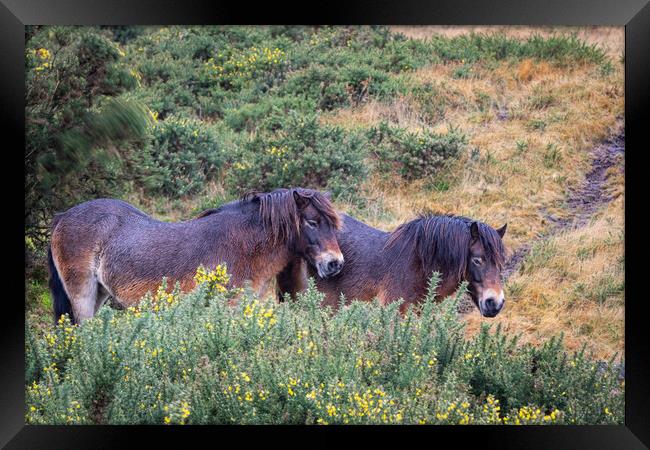 Exmoor Ponies Sheltering in Rain Framed Print by Dave Reed