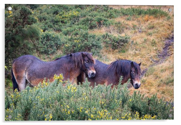 Exmoor Ponies Sheltering in Rain Acrylic by Dave Reed