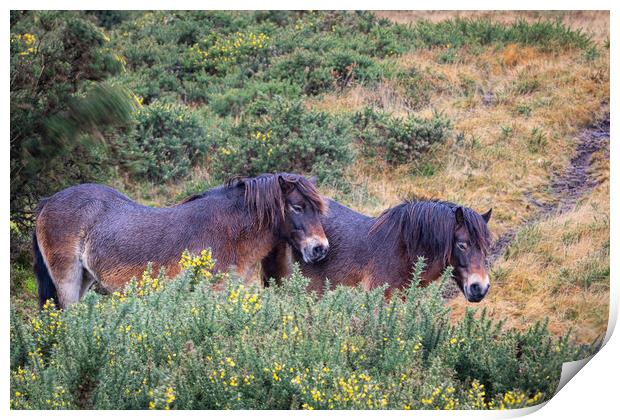 Exmoor Ponies Sheltering in Rain Print by Dave Reed