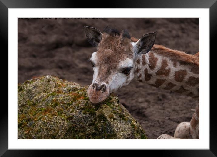 Baby Giraffe Resting Head Framed Mounted Print by rawshutterbug 