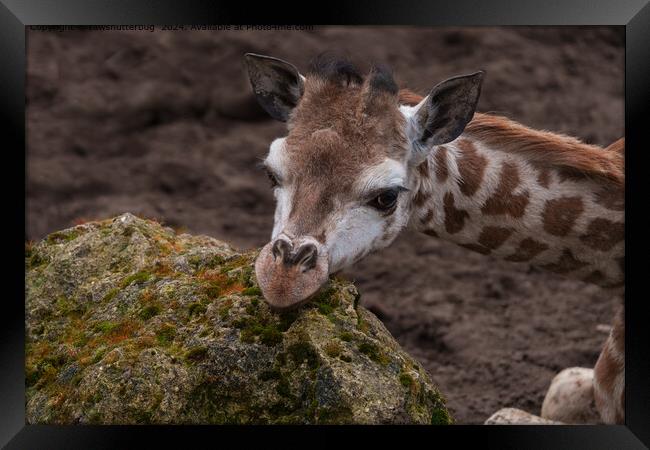 Baby Giraffe Resting Head Framed Print by rawshutterbug 