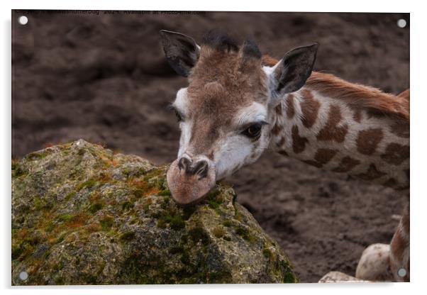 Baby Giraffe Resting Head Acrylic by rawshutterbug 