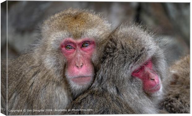 Japanese Macaques Cuddle Canvas Print by Ian Douglas
