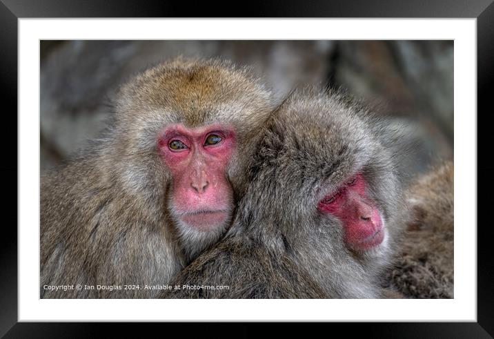 Japanese Macaques Cuddle Framed Mounted Print by Ian Douglas