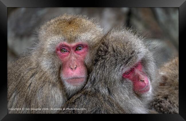 Japanese Macaques Cuddle Framed Print by Ian Douglas