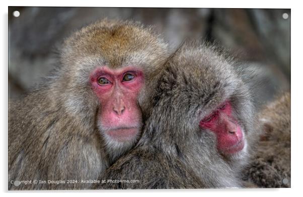 Japanese Macaques Cuddle Acrylic by Ian Douglas